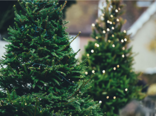 sapin 1